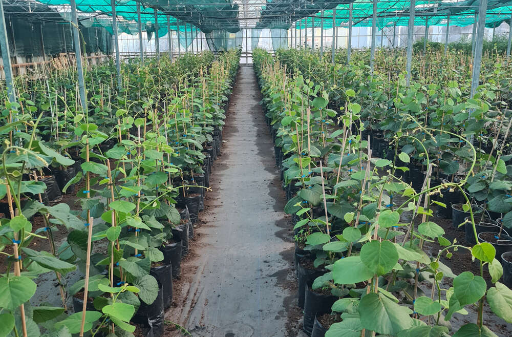 2yr Sun Gold (G3) ZESY002