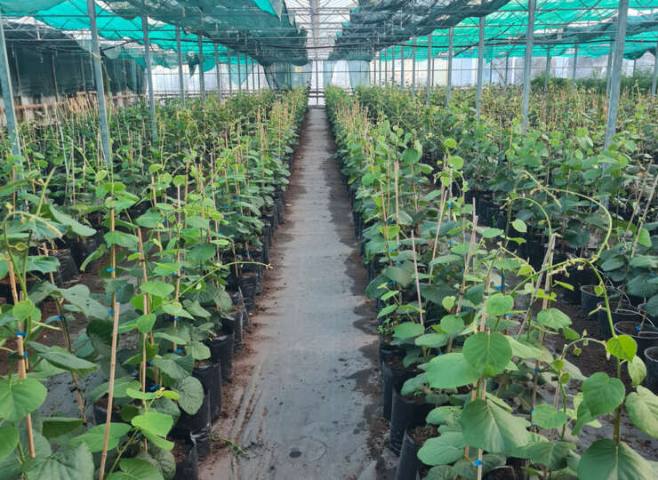 2yr Sun Gold (G3) ZESY002