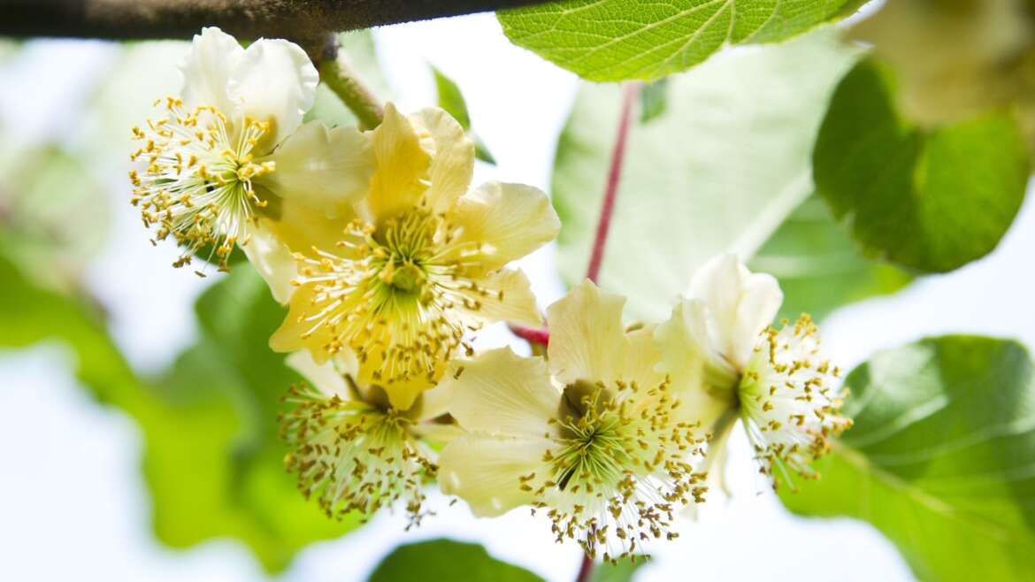 Pollinators and Rootstock