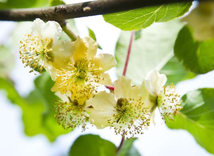 Pollinators and Rootstock